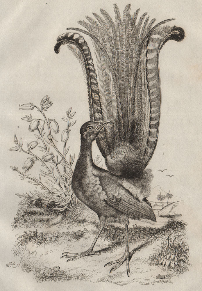 Menure (Lyrebird). Menziezie (False Azalea) 1834 old antique print picture